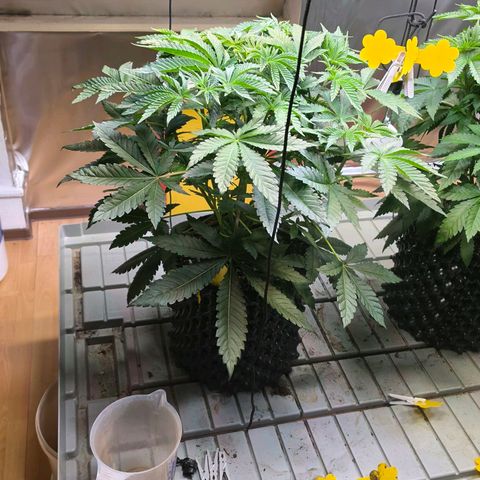 Growlog-Zeitleistenfoto von Pineapple Fruz #1