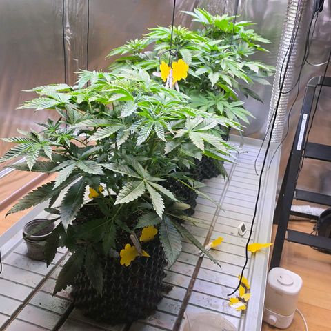 Growlog-Zeitleistenfoto von Pineapple Fruz #1