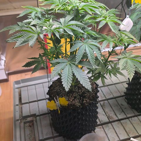 Growlog-Zeitleistenfoto von Pineapple Fruz #1