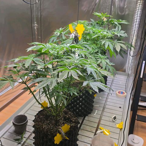 Growlog-Zeitleistenfoto von Pineapple Fruz #1
