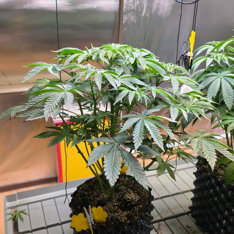 Pineapple Fruz #1 growlog timeline photo