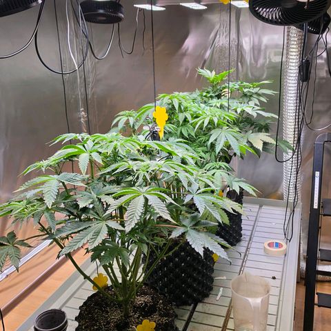 Pineapple Fruz #1 growlog timeline photo