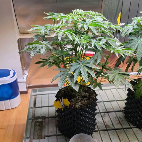 Pineapple Fruz #1 growlog timeline photo