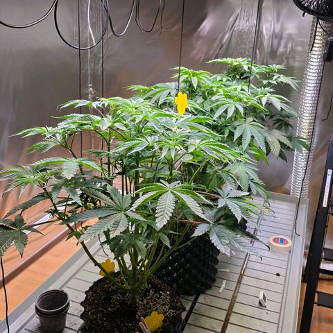 Pineapple Fruz #1 growlog timeline photo
