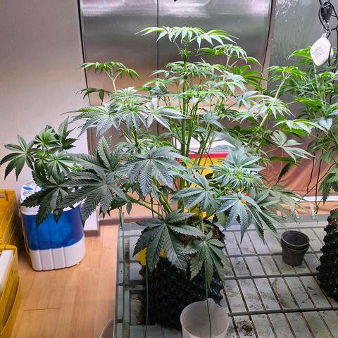 Pineapple Fruz #1 growlog timeline photo