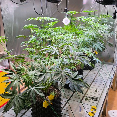 Pineapple Fruz #1 growlog timeline photo