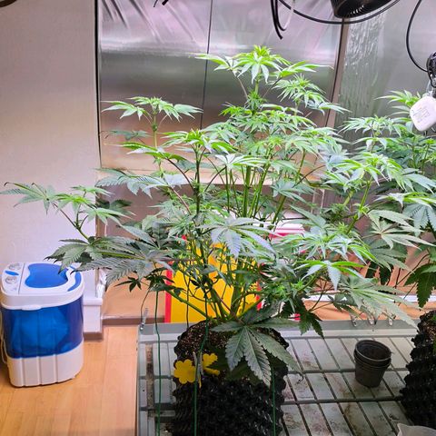 Pineapple Fruz #1 growlog timeline photo