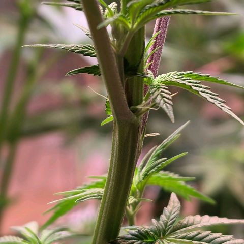 Pineapple Fruz #1 growlog timeline photo