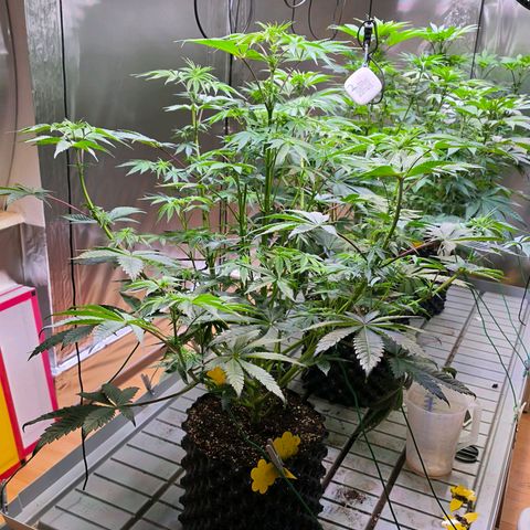 Pineapple Fruz #1 growlog timeline photo