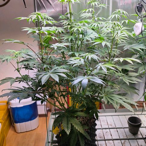 Pineapple Fruz #1 growlog timeline photo