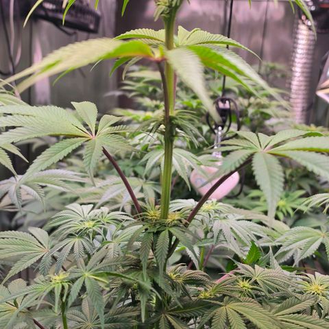 Pineapple Fruz #1 growlog timeline photo