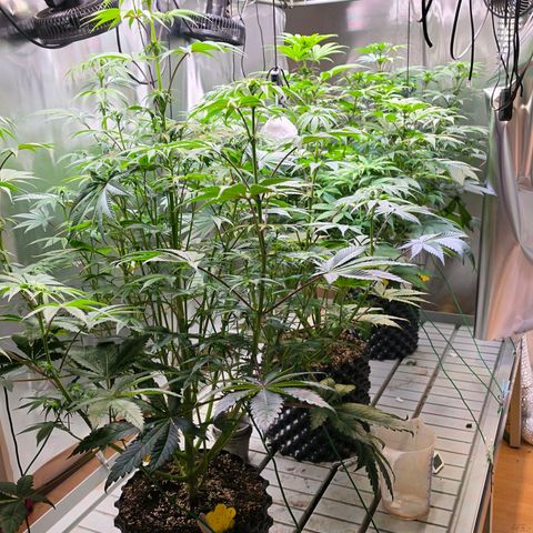 Pineapple Fruz #1 growlog timeline photo