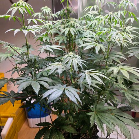 Pineapple Fruz #1 growlog timeline photo