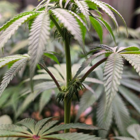 Pineapple Fruz #1 growlog timeline photo