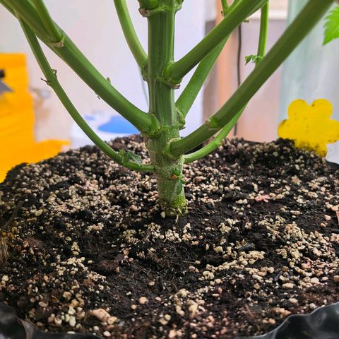Pineapple Fruz #1 growlog timeline photo