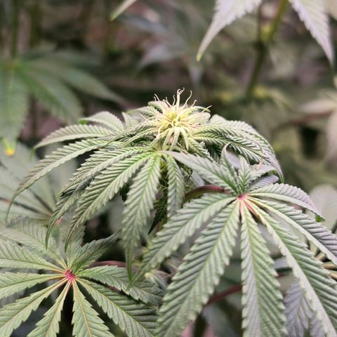 Pineapple Fruz #1 growlog timeline photo