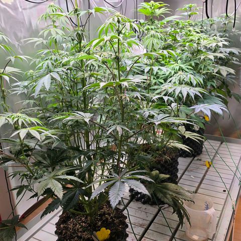 Pineapple Fruz #1 growlog timeline photo