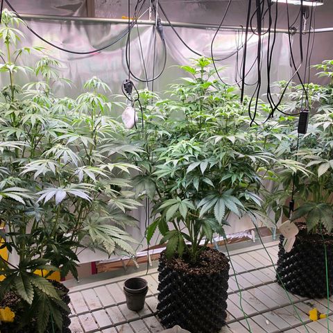 Pineapple Fruz #1 growlog timeline photo