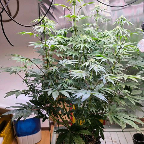 Pineapple Fruz #1 growlog timeline photo