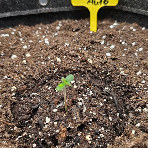 Tropicanna Poison XL Auto  growlog timeline photo