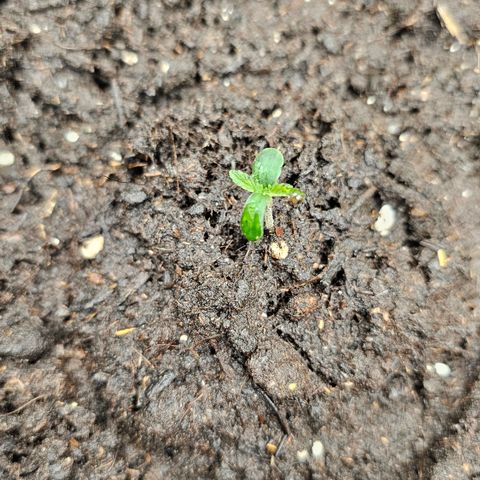 Tropicanna Poison XL Auto  growlog timeline photo