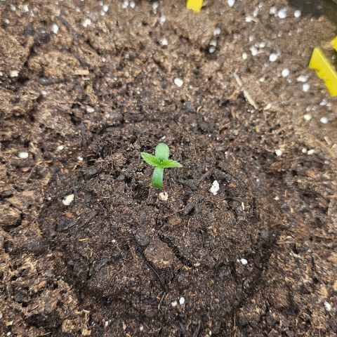 Tropicanna Poison XL Auto  growlog timeline photo