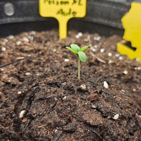 Tropicanna Poison XL Auto  growlog timeline photo