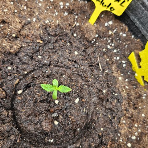 Tropicanna Poison XL Auto  growlog timeline photo