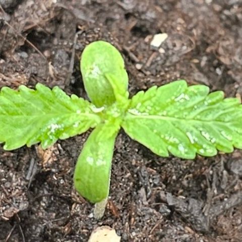 Tropicanna Poison XL Auto  growlog timeline photo