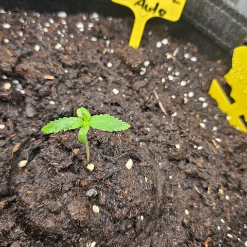 Tropicanna Poison XL Auto  growlog timeline photo