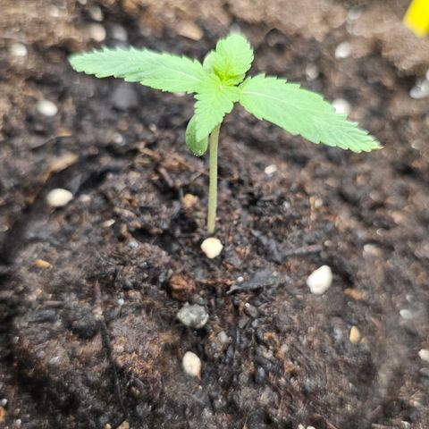 Tropicanna Poison XL Auto  growlog timeline photo