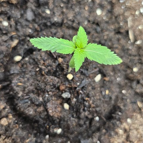Tropicanna Poison XL Auto  growlog timeline photo