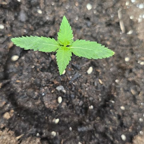 Tropicanna Poison XL Auto  growlog timeline photo