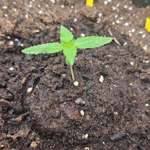 Tropicanna Poison XL Auto  growlog timeline photo