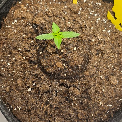 Tropicanna Poison XL Auto  growlog timeline photo