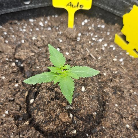Tropicanna Poison XL Auto  growlog timeline photo
