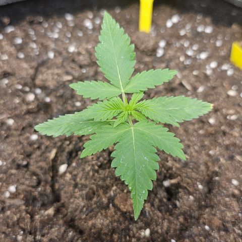 Tropicanna Poison XL Auto  growlog timeline photo