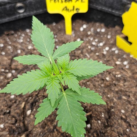 Tropicanna Poison XL Auto  growlog timeline photo