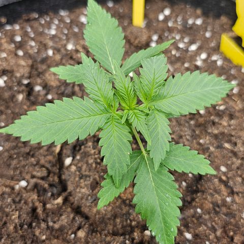 Tropicanna Poison XL Auto  growlog timeline photo