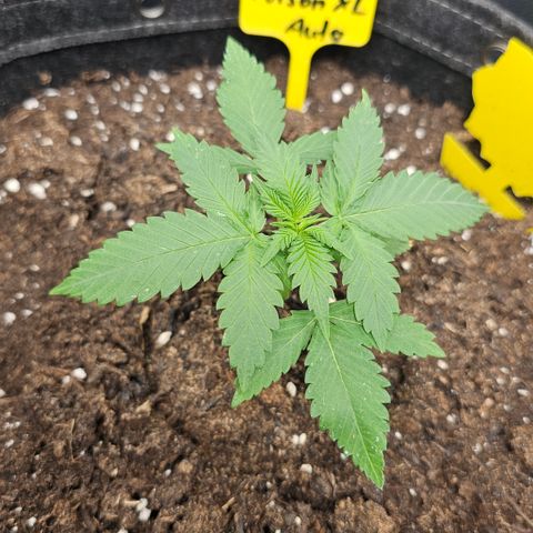 Tropicanna Poison XL Auto  growlog timeline photo
