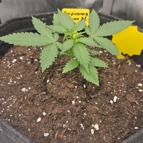 Tropicanna Poison XL Auto  growlog timeline photo