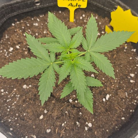 Tropicanna Poison XL Auto  growlog timeline photo