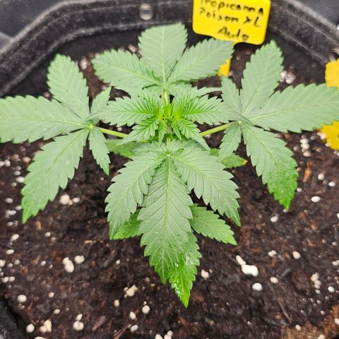 Tropicanna Poison XL Auto  growlog timeline photo