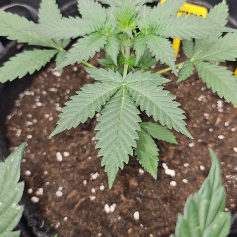 Tropicanna Poison XL Auto  growlog timeline photo
