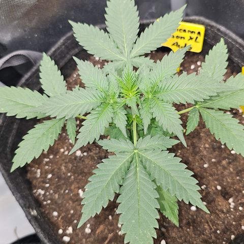 Tropicanna Poison XL Auto  growlog timeline photo