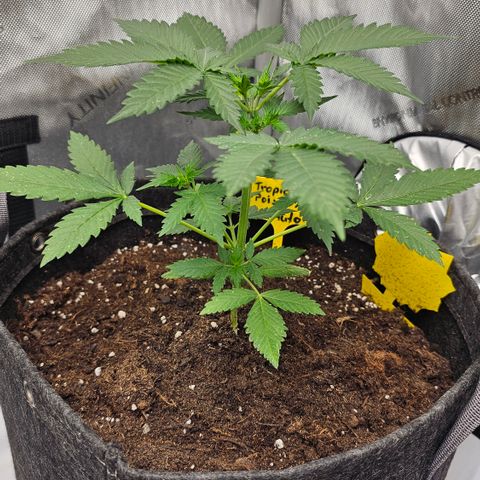 Tropicanna Poison XL Auto  growlog timeline photo