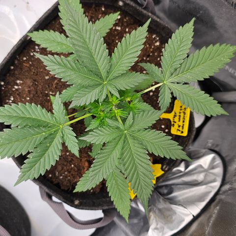 Tropicanna Poison XL Auto  growlog timeline photo