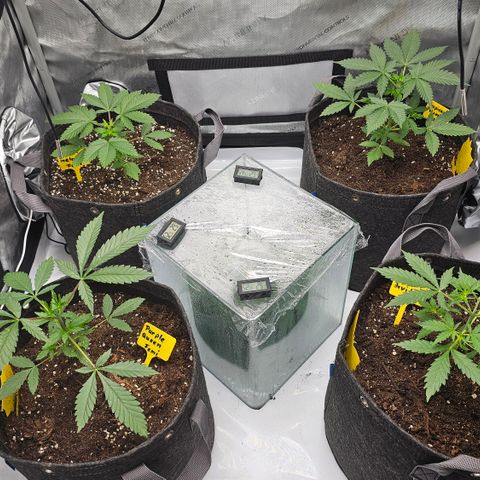 Tropicanna Poison XL Auto  growlog timeline photo