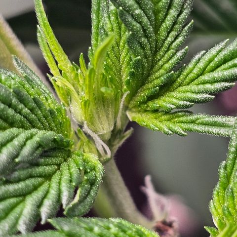 Tropicanna Poison XL Auto  growlog timeline photo