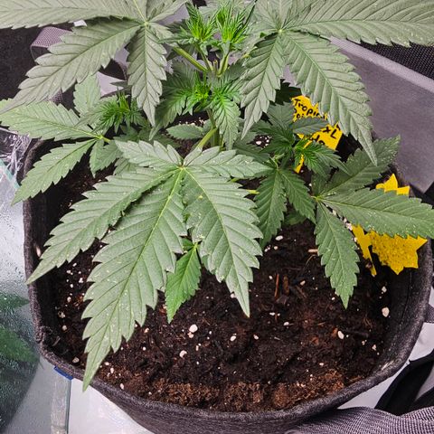 Tropicanna Poison XL Auto  growlog timeline photo